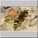 F-Ancistrocerus sp w06 beim Nestbau-Lehm wird im Rueckwaertsflug weggeschafft.jpg